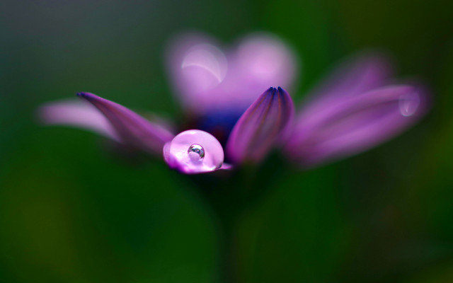 Purple flower water droplets macro #40 free wallpaper for desktop - medium preview image
