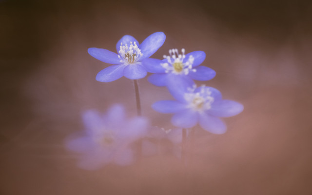 Blue flowers white centers blurry free wallpaper for desktop - medium preview image
