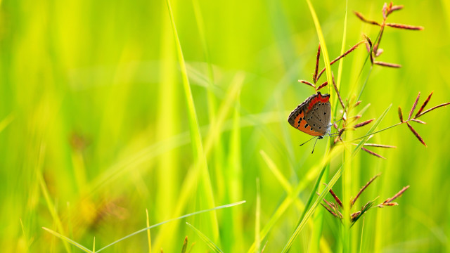 Butterfly plant grass field macro free wallpaper for desktop - medium preview image