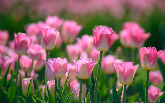 Pink flower field bokeh blurry free wallpaper for desktop - medium preview image