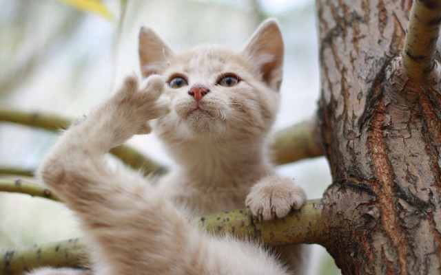 Kitten climbing tree branch reaching free wallpaper for desktop - medium preview image