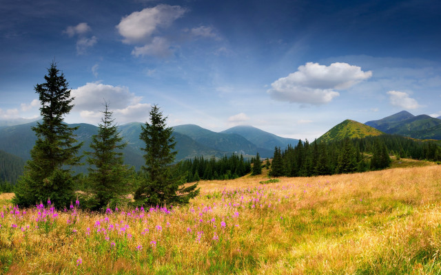 Flower field mountains trees sky free wallpaper for desktop - medium preview image