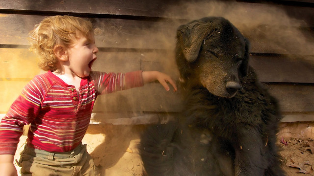 Child petting black bear zoo free wallpaper for desktop - medium preview image