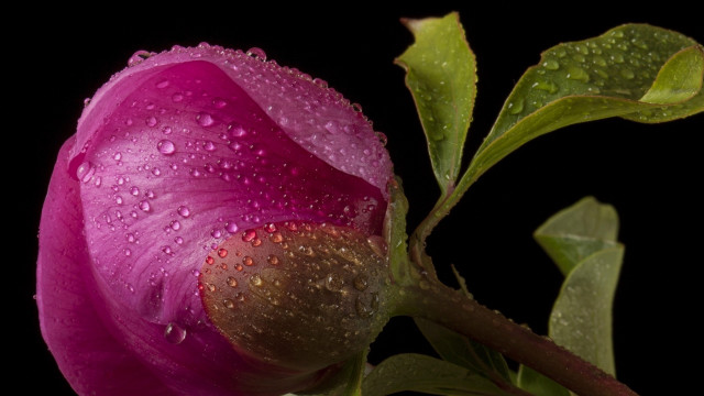 Pink flower water droplets black #2 free wallpaper for desktop - medium preview image