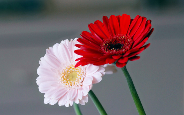 Two red white flowers vase free wallpaper for desktop - medium preview image