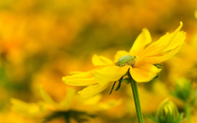 Green bug yellow flower field free wallpaper for desktop - medium preview image