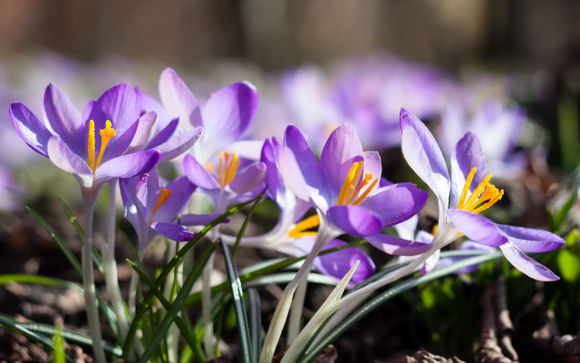 Purple flowers yellow centers macro free wallpaper for desktop - medium preview image