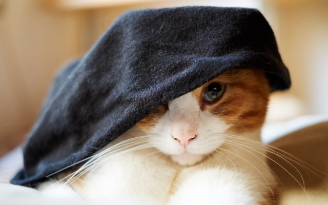 Cat blanket head shay inu free wallpaper for desktop - medium preview image