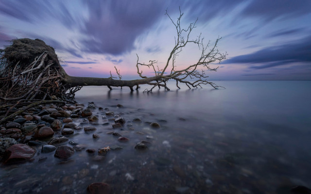 Surreal tree water sunset clouds free wallpaper for desktop - medium preview image