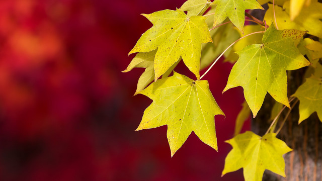 Tree yellow leaves red background free wallpaper for desktop - medium preview image