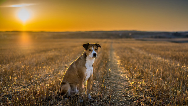 Dog sitting field sunset camera free wallpaper for desktop - medium preview image