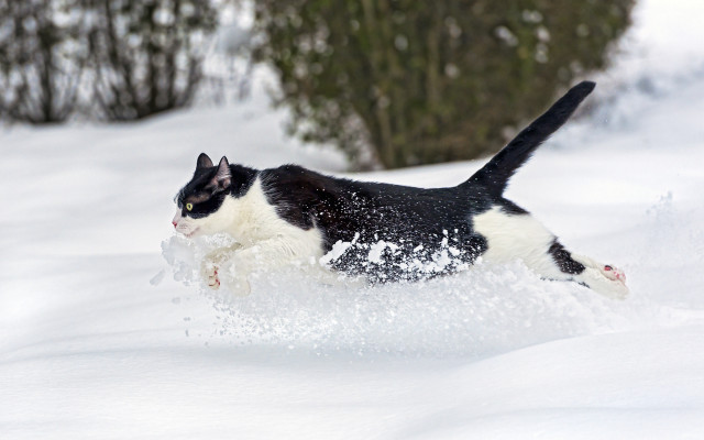 Black white cat running snow #3 free wallpaper for desktop - medium preview image