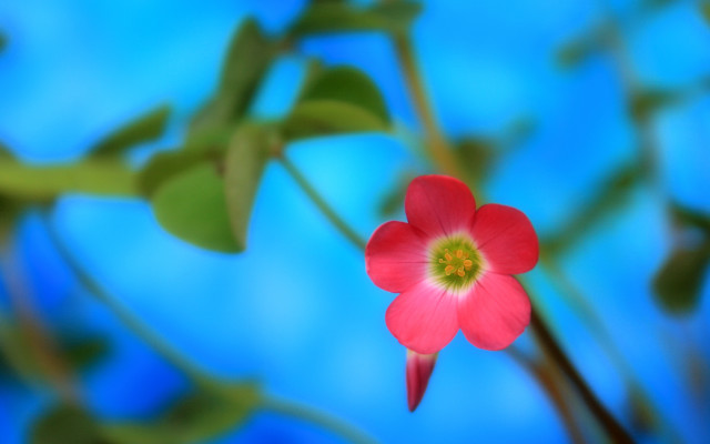 Red flower green center blue free wallpaper for desktop - medium preview image