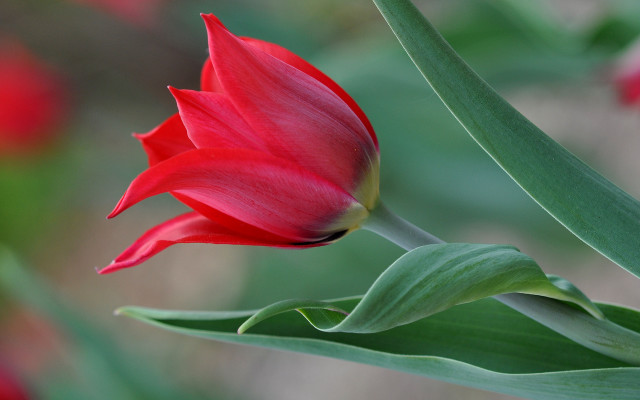 Red flower green leaves blurry #4 free wallpaper for desktop - medium preview image