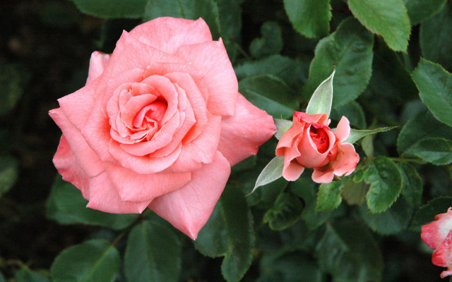 Pink rose garden digital watercolor free wallpaper for desktop - medium preview image