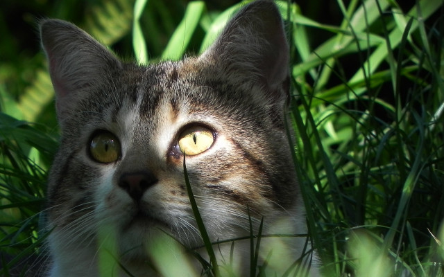 Curious yellow eyed cat in free wallpaper for desktop - medium preview image