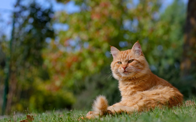 Sad cat in grass bokeh free wallpaper for desktop - medium preview image