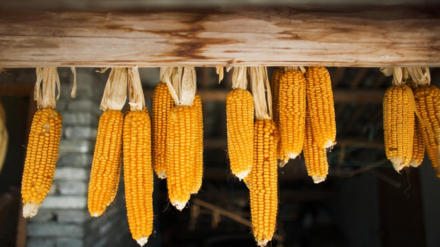 Corn hanging wooden beam brick free wallpaper for desktop - medium preview image