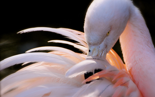 Pink white bird macro animal free wallpaper for desktop - medium preview image