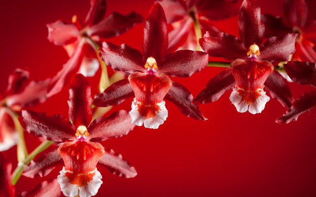 Red flowers white centers blurry free wallpaper for desktop - medium preview image