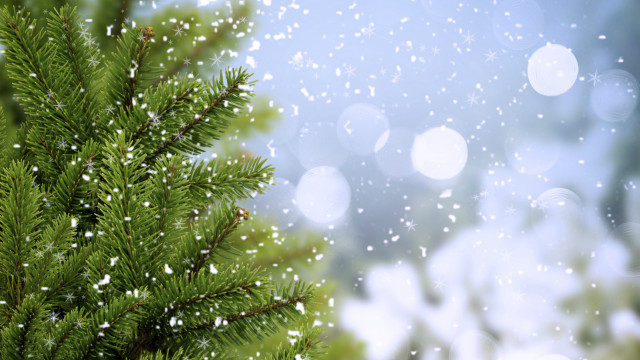 Pine snow falling forest moonlight free wallpaper for desktop - medium preview image
