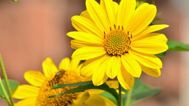 Yellow flower bee macro summer free wallpaper for desktop - medium preview image