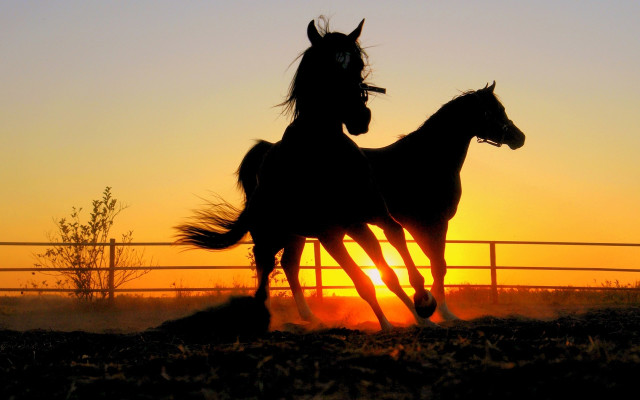 Horses running sunset silhouette orange free wallpaper for desktop - medium preview image