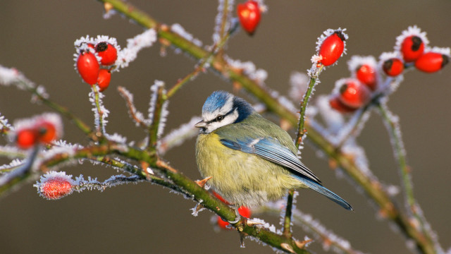 Blue bird berries frosted christmas free wallpaper for desktop - medium preview image