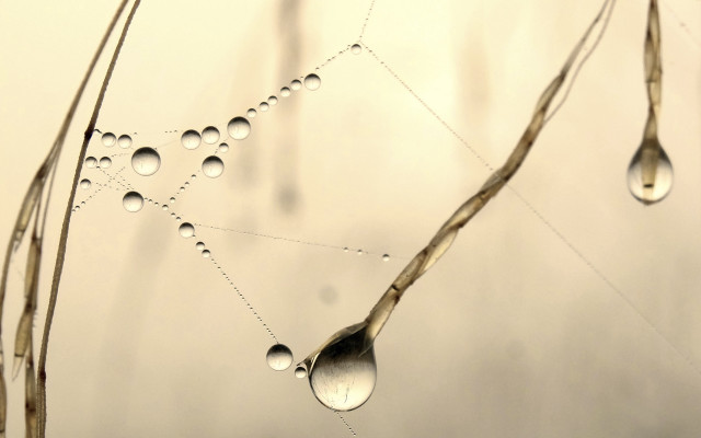 Water drops spider web macro free wallpaper for desktop - medium preview image