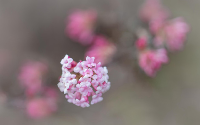 Pink flower white petals macro free wallpaper for desktop - medium preview image