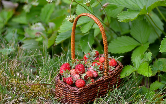 Strawberry basket grass flower bug free wallpaper for desktop - medium preview image