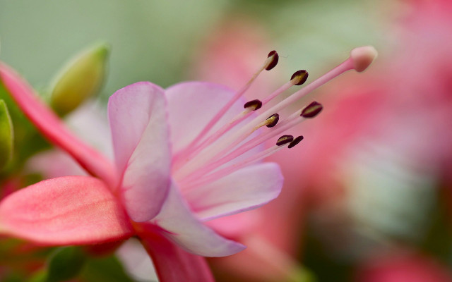 Pink flower green stem macro #2 free wallpaper for desktop - medium preview image