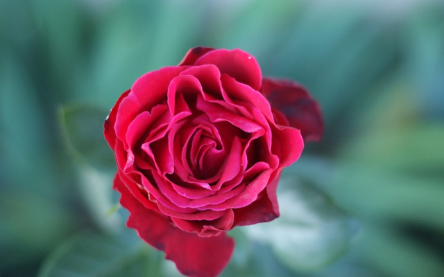 Red rose garden macro blurry free wallpaper for desktop - medium preview image