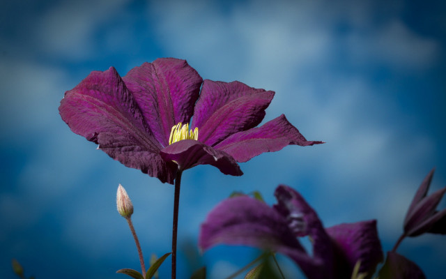 Purple flower blue sky macro free wallpaper for desktop - medium preview image