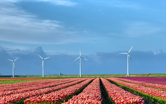 Tulips windmills blue sky clouds free wallpaper for desktop - medium preview image