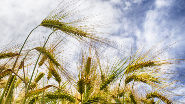 Wheat field sky clouds festival free wallpaper for desktop - medium preview image