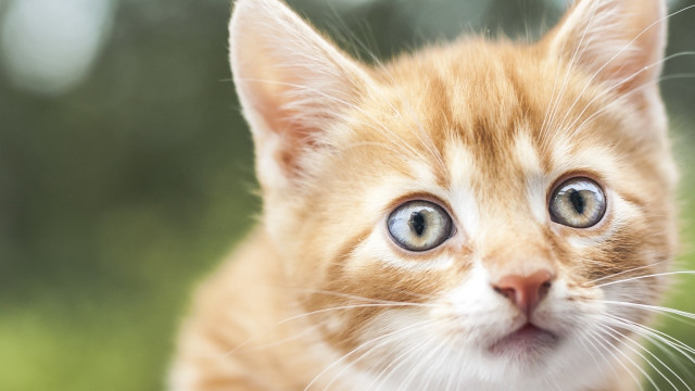 Kitten blue eye symmetrical background free wallpaper for desktop - medium preview image