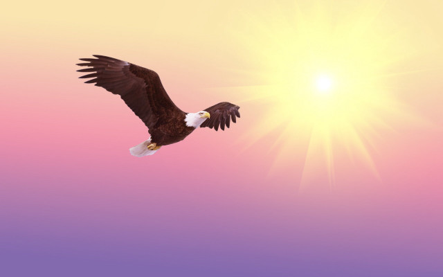 Bald eagle flying sunrise pink free wallpaper for desktop - medium preview image