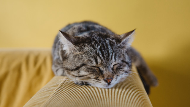 Cat sleeping couch photorealistic blurry free wallpaper for desktop - medium preview image