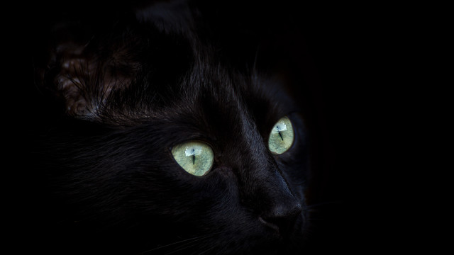Black cat glowing green eyes #3 free wallpaper for desktop - medium preview image
