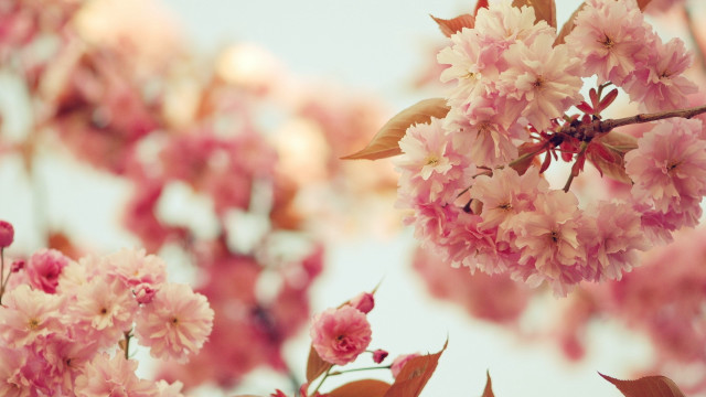 Pink flowers blooming branch sunlight free wallpaper for desktop - medium preview image