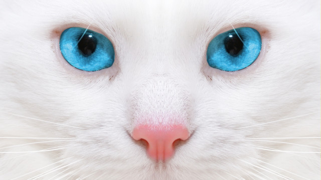 White cat blue eyes pink #2 free wallpaper for desktop - medium preview image