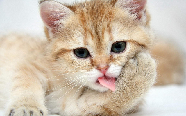 Kitten tongue white blanket glamor free wallpaper for desktop - medium preview image