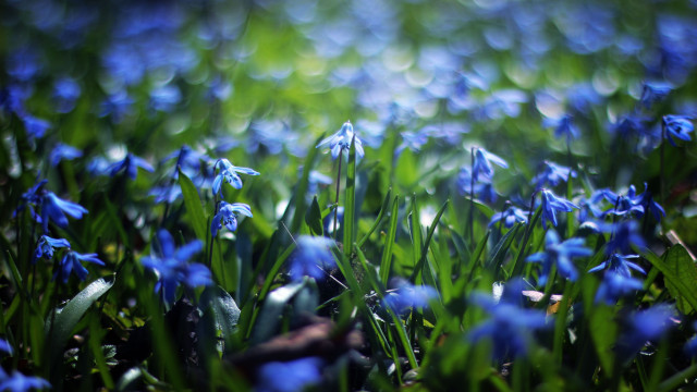 Blue flower field grass blurry free wallpaper for desktop - medium preview image