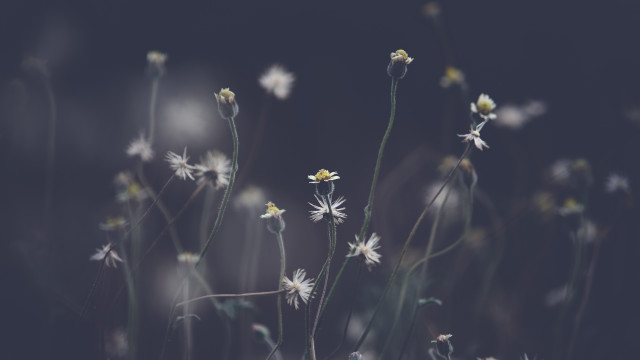 White flowers yellow centers blurry #2 free wallpaper for desktop - medium preview image