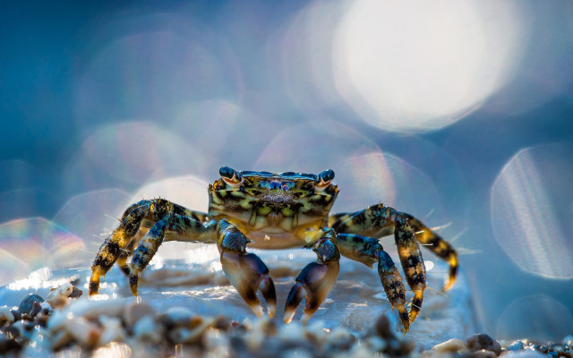 Blue crab yellow legs snow #2 free wallpaper for desktop - medium preview image