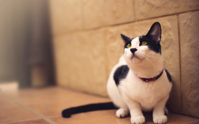 Black white cat red collar free wallpaper for desktop - medium preview image