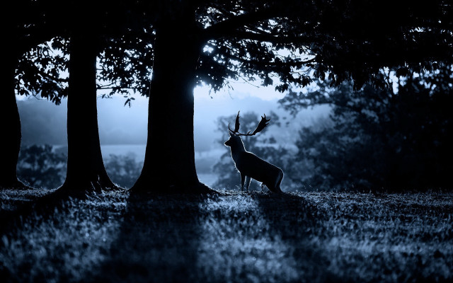 Deer forest night fog silhouette free wallpaper for desktop - medium preview image