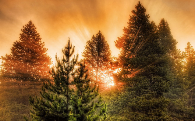 Sunset woods trees sunbeam autumn free wallpaper for desktop - medium preview image