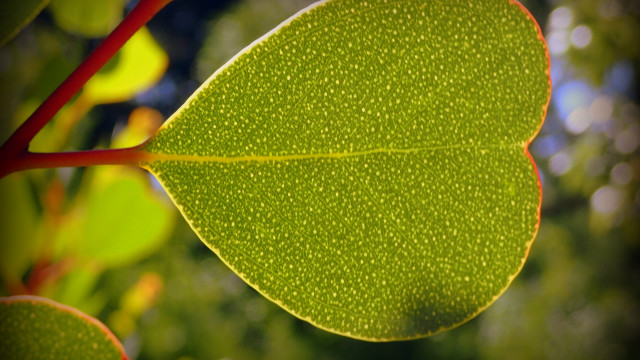 Green leaf red stem ecological free wallpaper for desktop - medium preview image